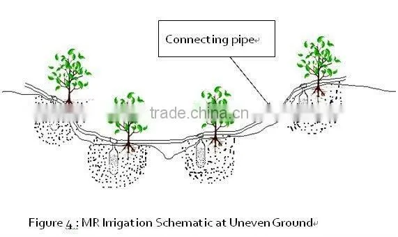 Fruit point underground irrigation