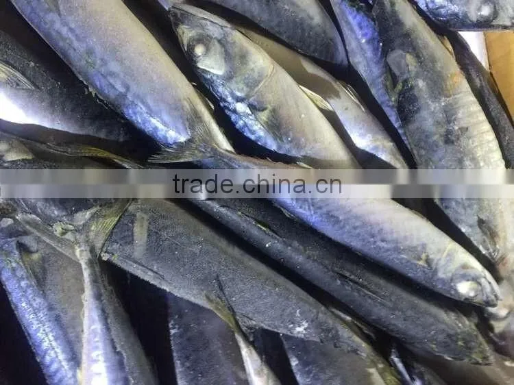 good quality pacific mackerel 200-300g manufacturer