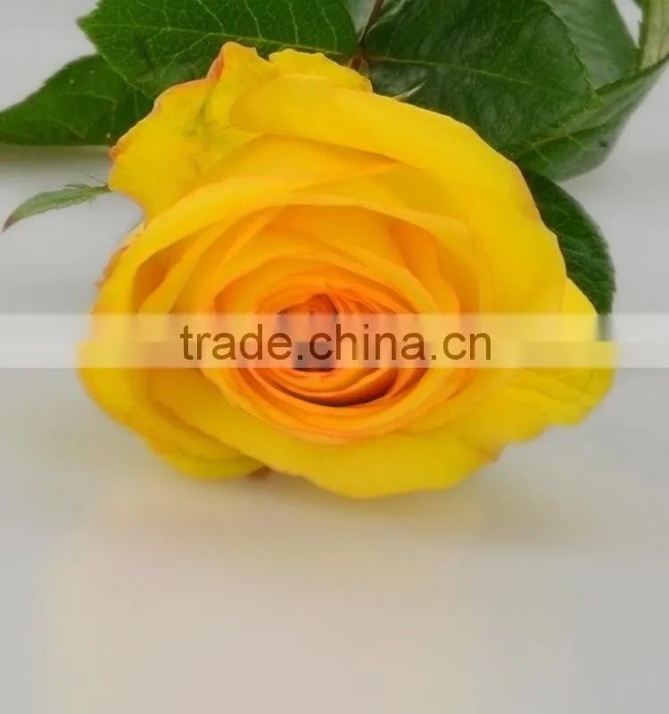 Excellent quality Yellow Crown yellow big rose flower
