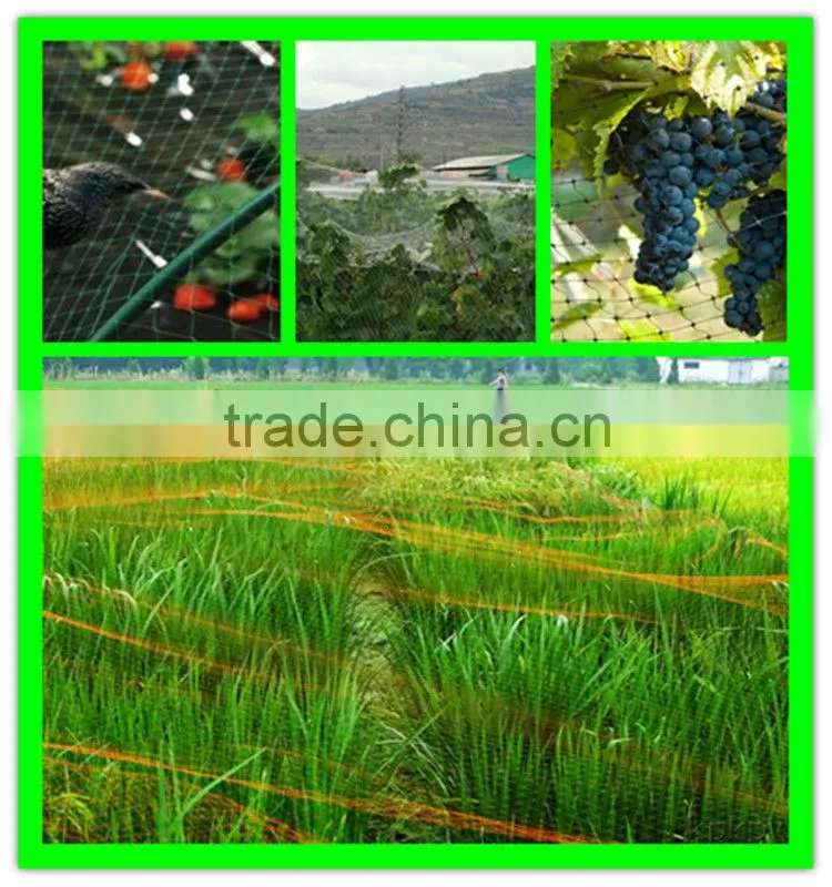 high quality PE cultivation protection plastic anti-bird mesh