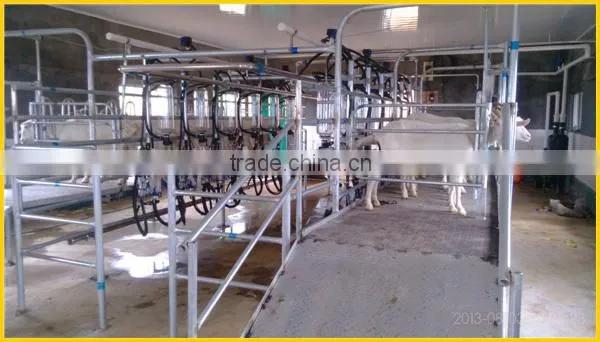 Milking sheep Parlor in dairy farm