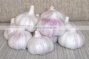 Natural Chinese Fresh white garlic wholesales