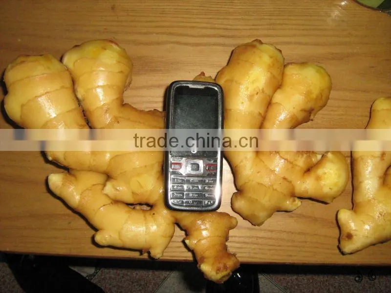 New Crop 2013 Fresh Ginger