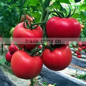 2016 Hybrid High yield disease-resistant Tomato seeds for growing- Tian Bao 338
