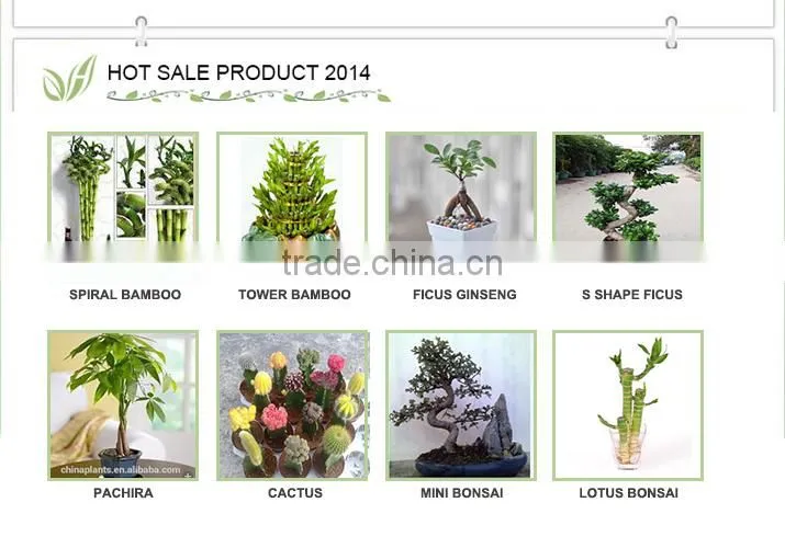 indoor decoration sanderiana dracaena spiral lucky bamboo wholesale