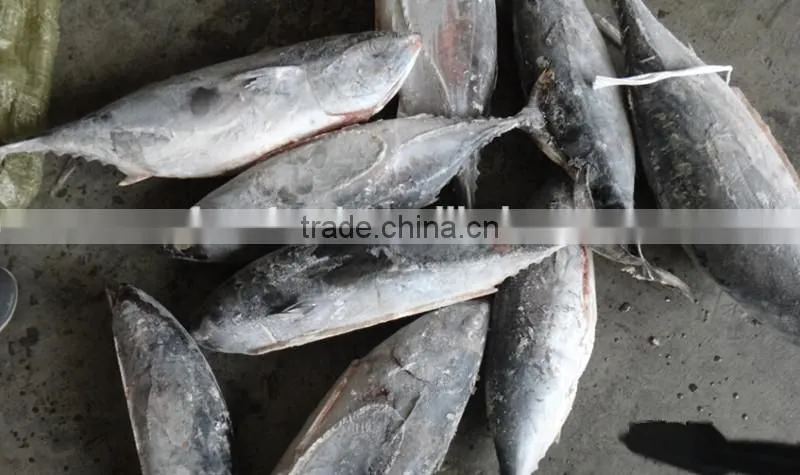 Frozen Bonito Tuna