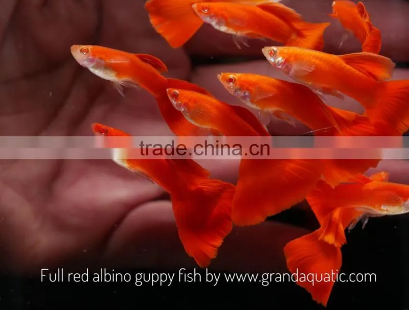 Full red albino guppy for Freshwater Aquarium fish export company from Thailand