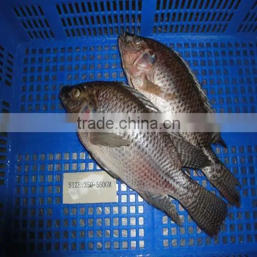frozen tilapia mossambica gutted and scaled wr