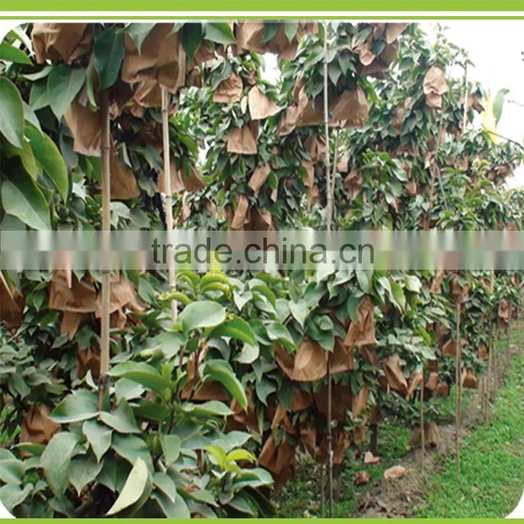Hight Efficient Compound Microorganism Bacterium Agent Drip Irrigation Liquid Fertilizers