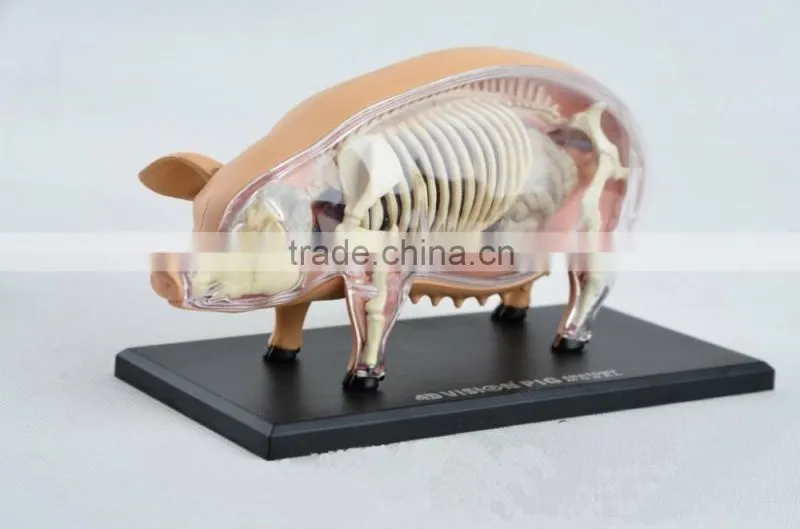 V-AM057 4D MASTER Pig specimens anatomical model