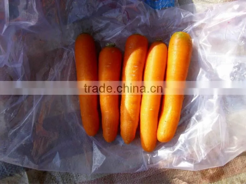 2014 Fresh Carrots