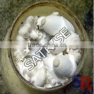 mushroom production Equipment Plastic Inoculation Stick Low Price