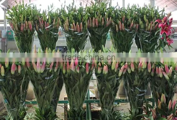 Decoration lily flower fresh cut lily flower Ornamental flower