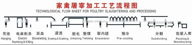 Full Stainless Steel Structure Halal poultry CHICKEN SLAUGHTER AND ABATTOIR MACHINE LINE