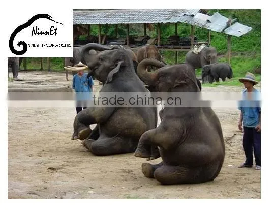 Wood Carved Elephant from Thailand
