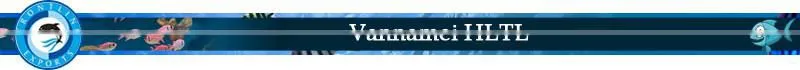 Best Quality Frozen Vannamei HLTL Supplier