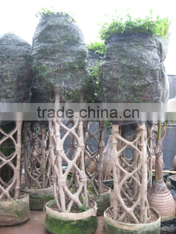 Ficus cage shape square shape 2m