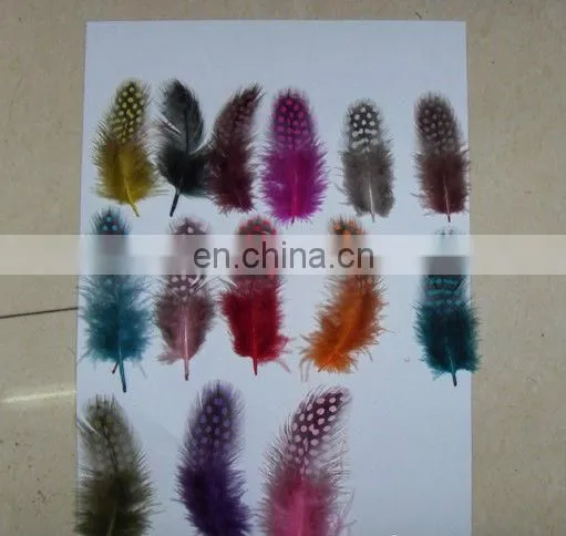 pheasant colorful feather, chicken feather
