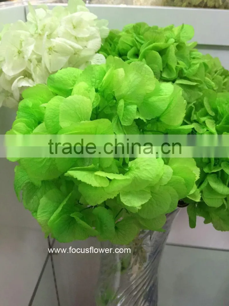 Wholesale Preserved Flower White Hydrangea With High Quality