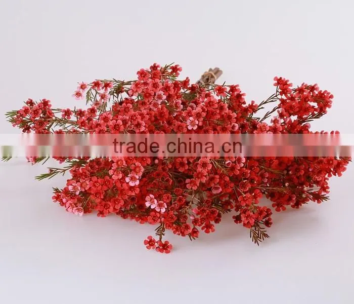 valentine's day wholesale fresh cut red wintersweet flower