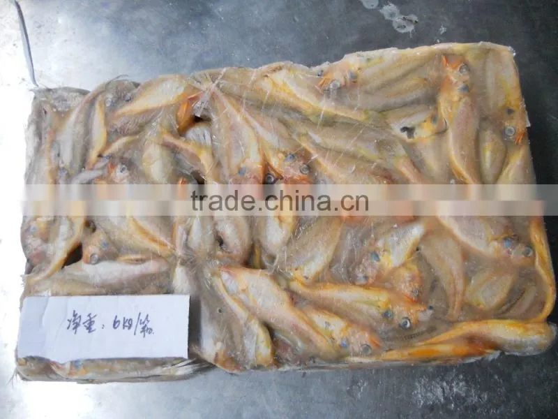 ship frozen small yellow croaker for sale