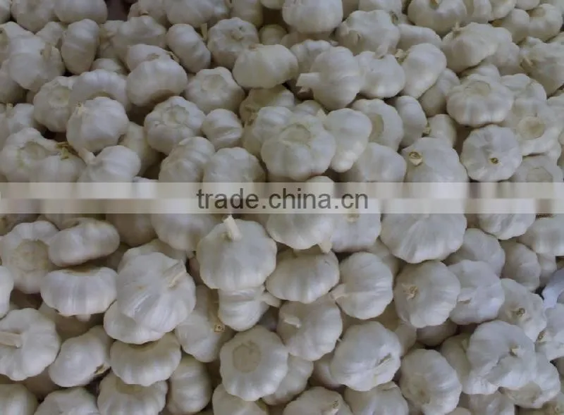 fresh new white garlic