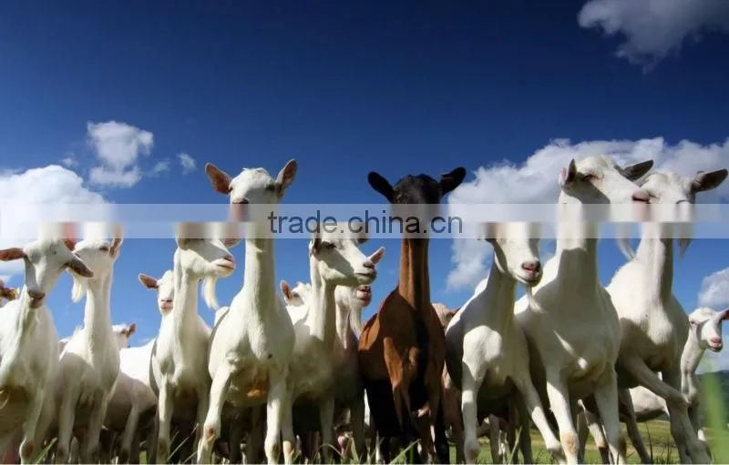 2013 new arrival 5A grade goat hair yarn for making tent or lining