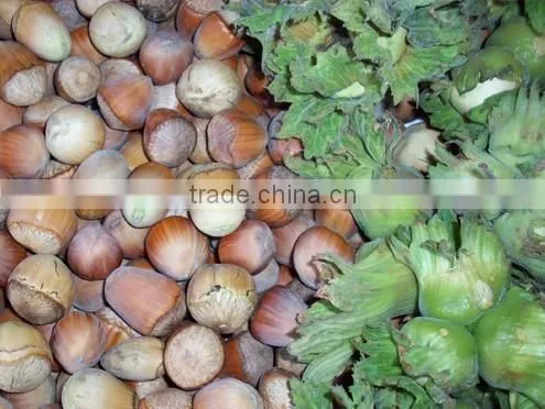hazelnut tree seedling