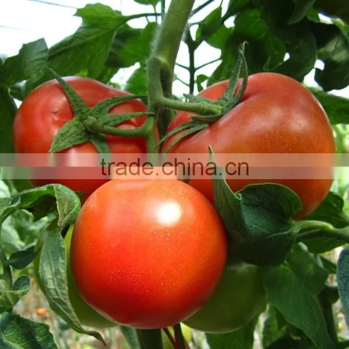 chitosan agriculture grade seaweed fertilizer