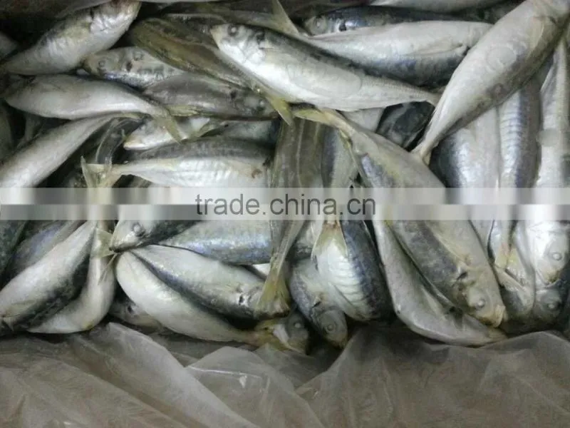 health food shops of horse mackerel