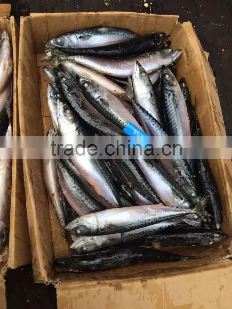 Top Quality pacific mackerel hgt frozen With Long-term Technical Support