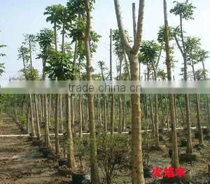 Spathodea campanulata nursery