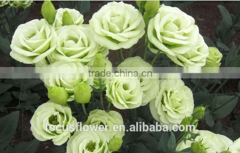 Colorful fresh cut eustoma flowers fresh flowers from China