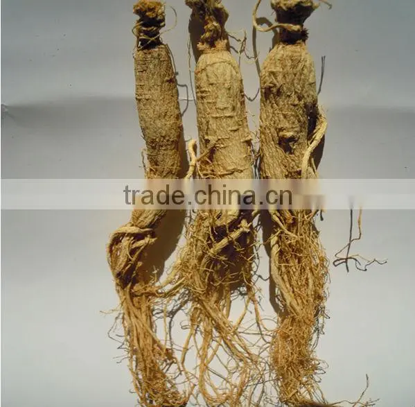 White ginseng, jilin ginseng, hot sell ginseng