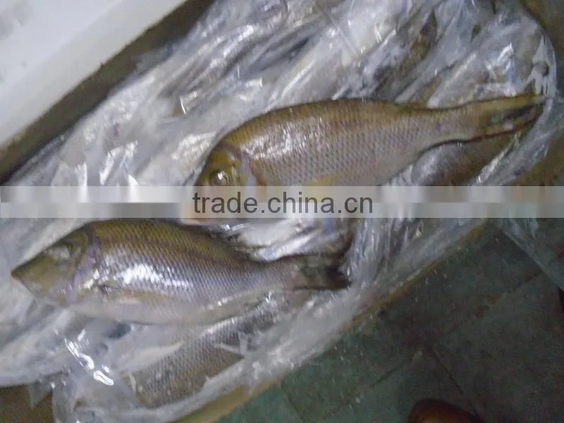 FROZEN EMPEROR FISH