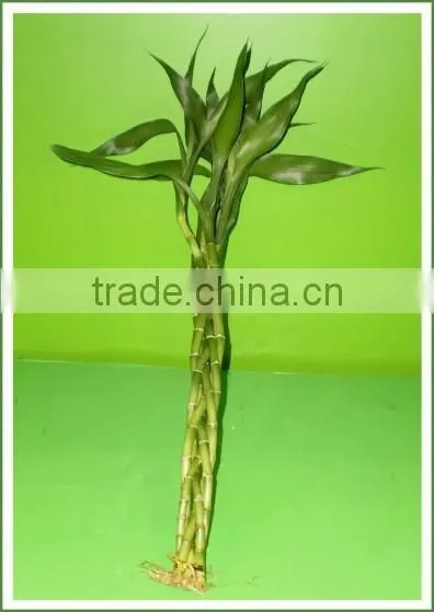 5pcs braided lucky bamboo air bonsai tree dracaena sanderiana indoor ornamental aquatic plants nursery garden decoration