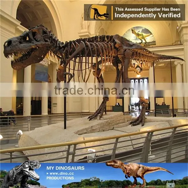 MY Dino-C098 Dinosaur museum model scale animals skeleton