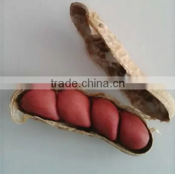 red skin peanuts in shell 50/60 40/50 , EU standard