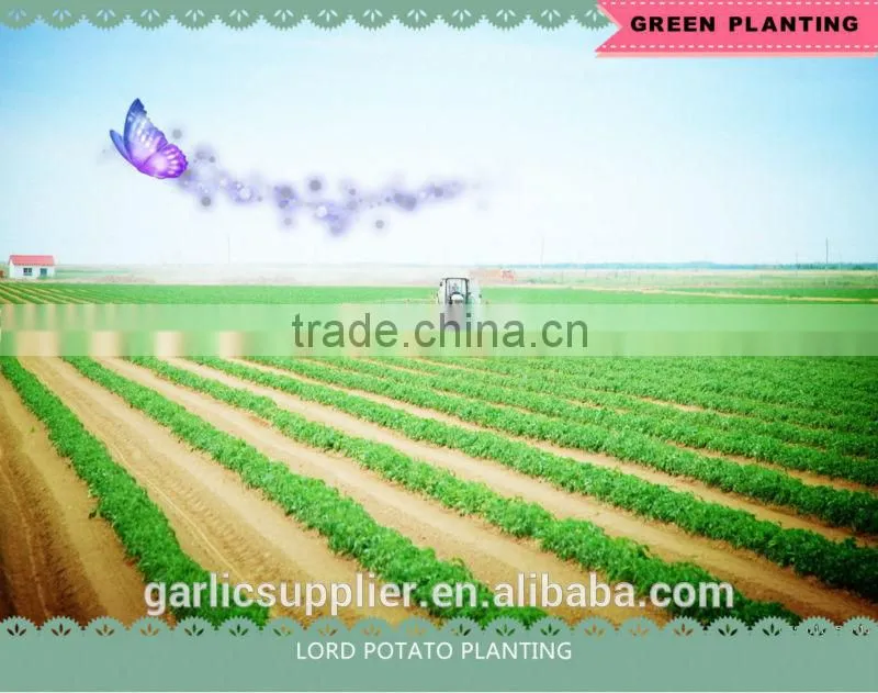 FRESH POTATO CROP 2014