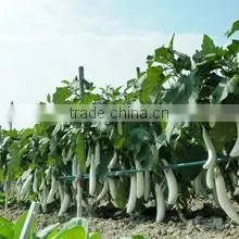 Guangzhou Lead You Seed Co., Ltd. company overview - view 2