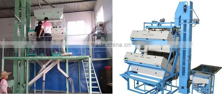 Optical peanut color selecting sorting machine line