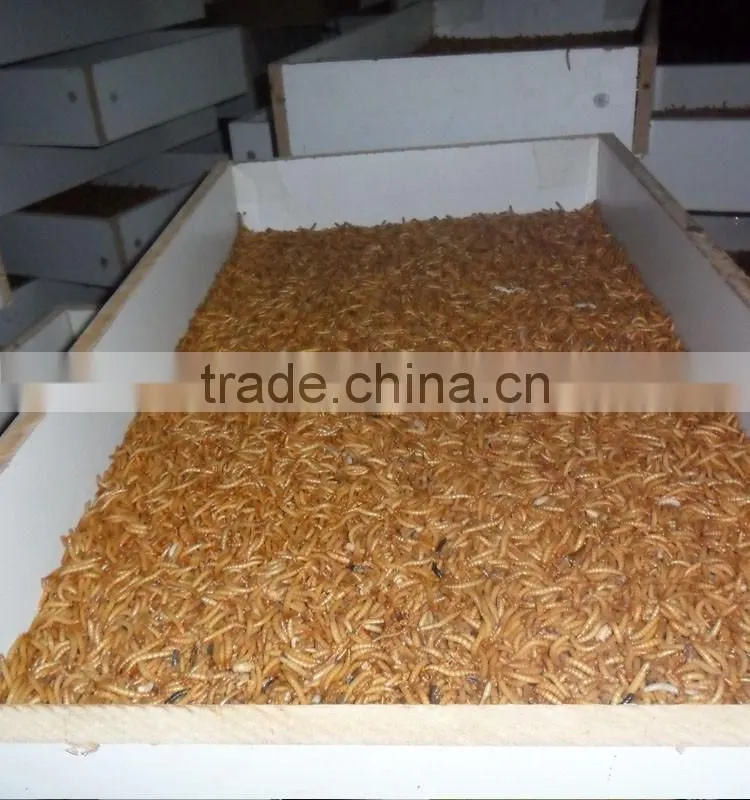 Good Quality mealworm treats
