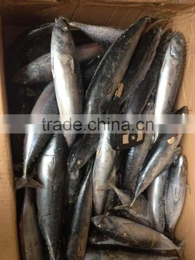 frozen bonito fish 200-300g, Chinese seafood export
