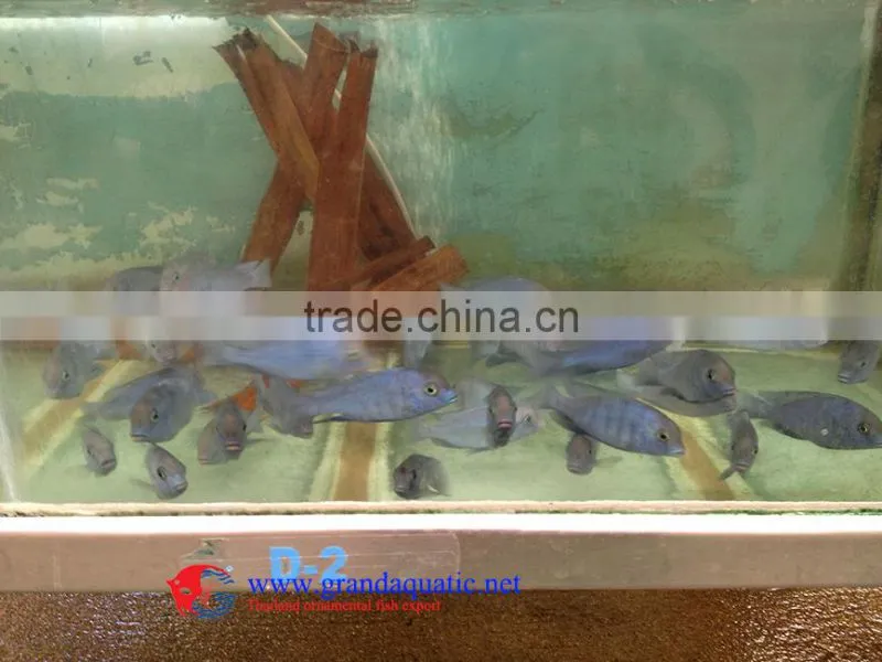 Aquarium Freshwater Fish