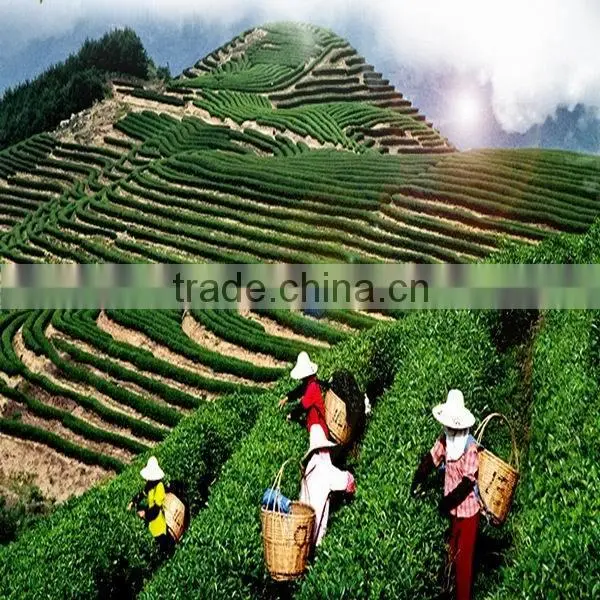 Chinese Organic Blooming Tea,Flower slimming Tea, slimming fit jasmine green tea best gift flower tea