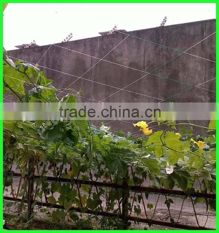 uv coated garden plastic mesh tomato climbing net
