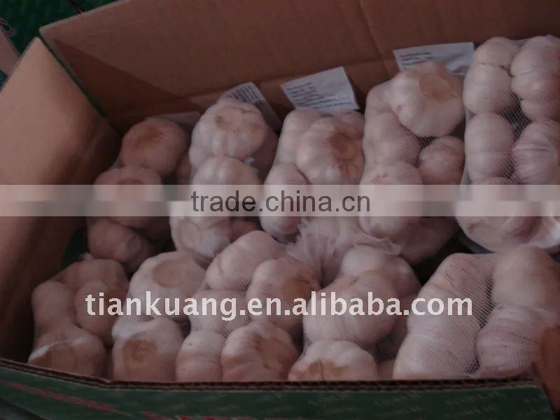high quality Chinese normal garlic