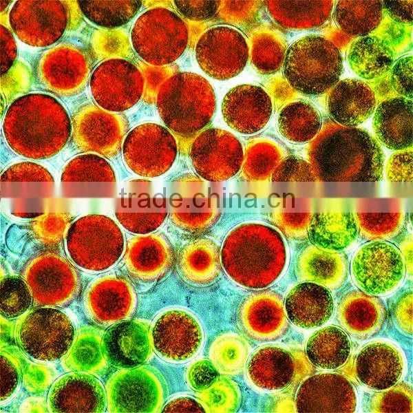 natural healthcare supplement Astaxanthin