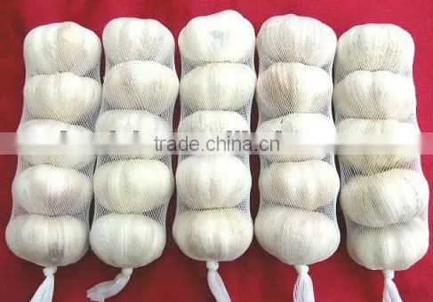 New crop fresh garlic