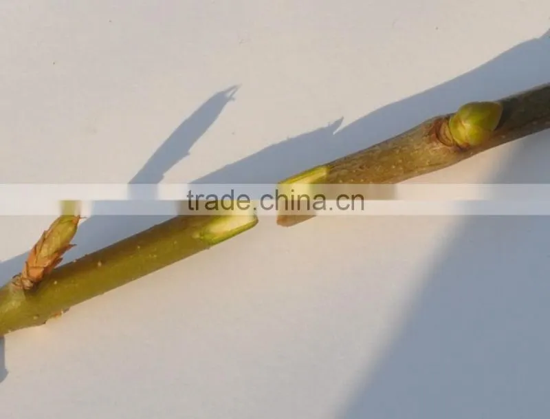 2015 new Omega grafting machine/grafting machine tool /grafting scissor